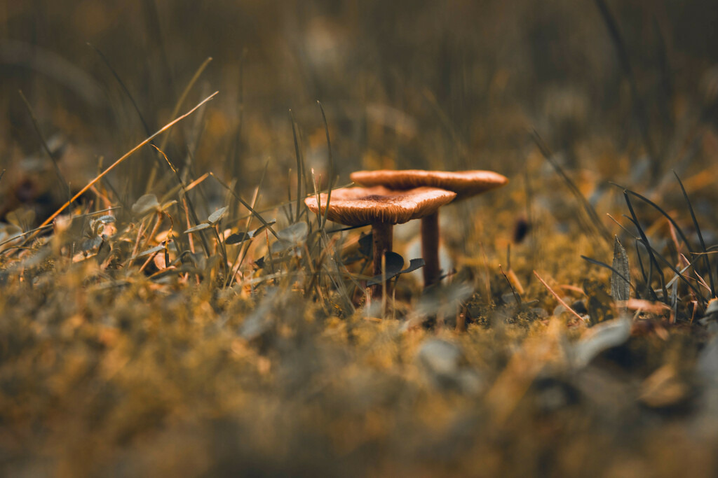 DSC03279-lightroom | Fotografie, Dresden, Marcus Wagner, Landschaftsfotografie, Tierfotografie, Architekturfotografie - Realisiert mit Pictrs.com