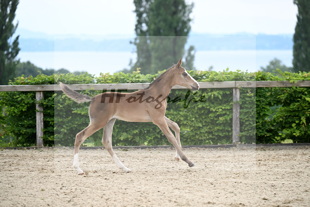 Kat-Nr. 12 Taycan B x Couletto_HF_Zuhra_14250146 | hf-fotografie - Realisiert mit Pictrs.com