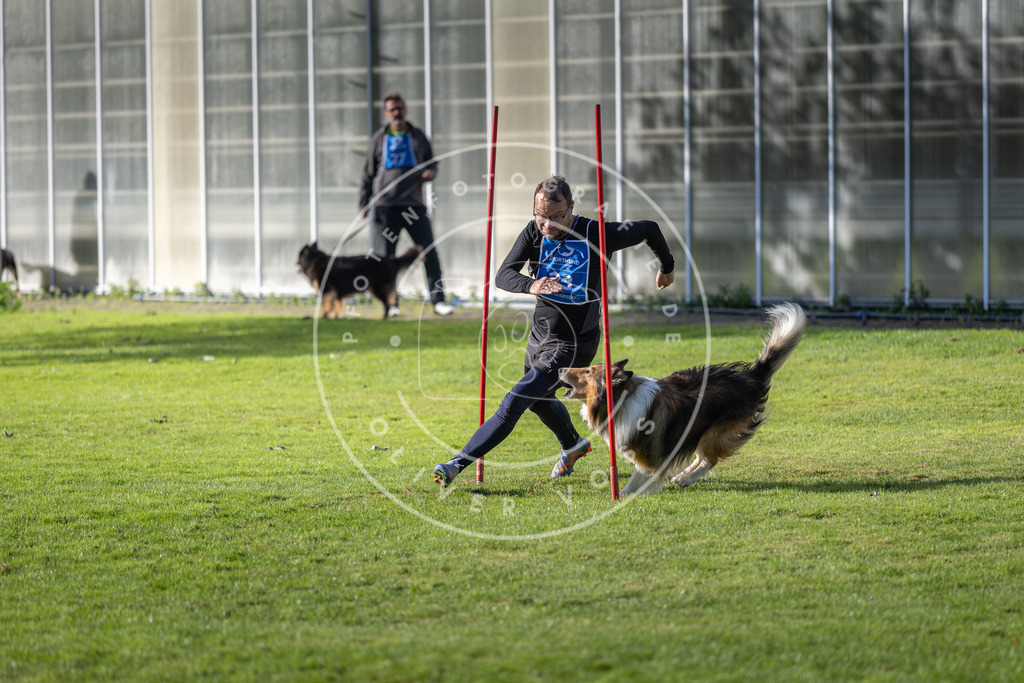 Pfotenfotografie.de_DV3A3253 | Hundefotografie, Tierfotograf, Pfotenfotografie, Fotoshooting Hund, Hunde Portrait, Hundesport, Hundeportraits, Heideshooting, Hunde, Sportfotograf, Hundefotograf, Turnierhundsport, THS, canicross - Realisiert mit Pictrs.com