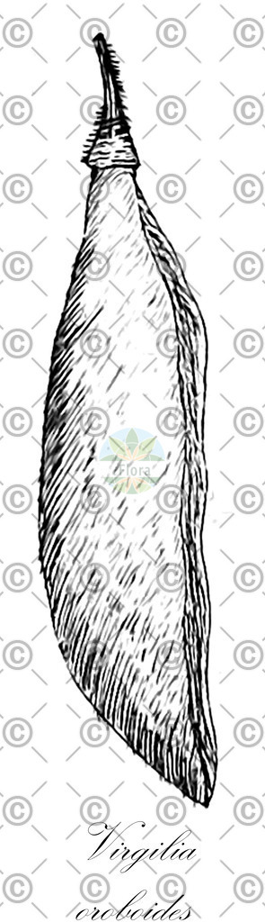 HistAbb_wfo-0000422382_1_ENZY_Simple | Historische Abbildung von Virgilia oroboides - Fabaceae | Historical Illustration of Virgilia oroboides - Fabaceae