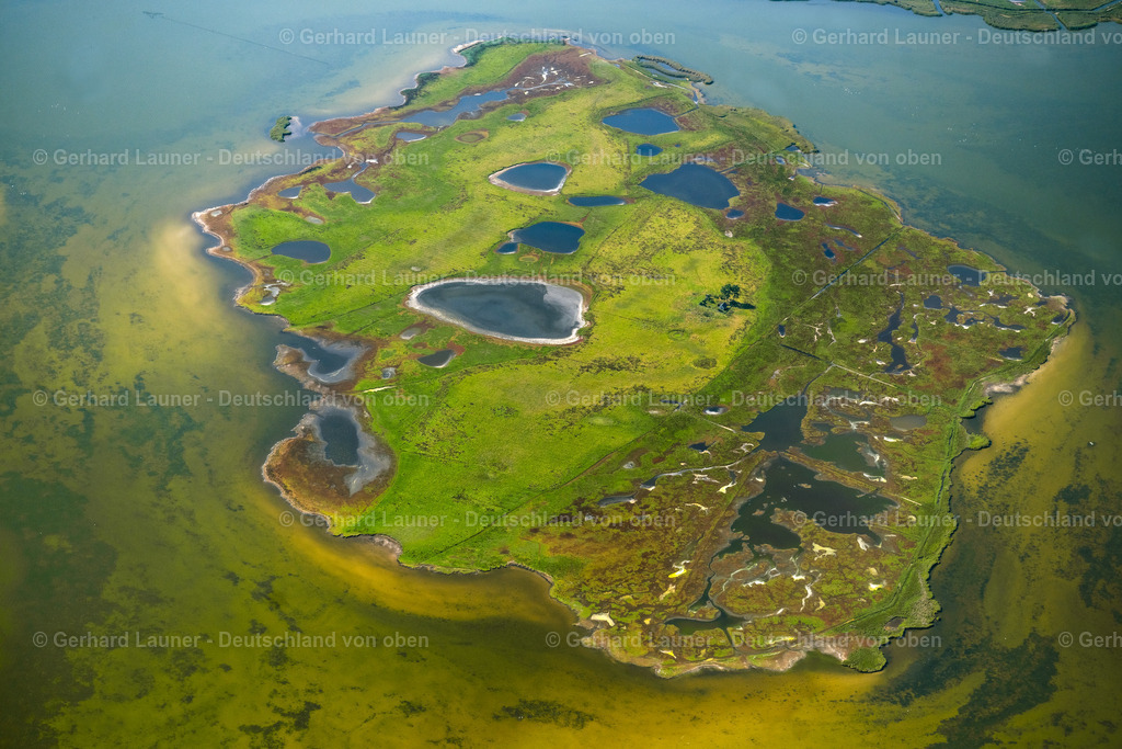 4061771 | Oie, Nationalpark Vorpommersche Boddenlandschaft, ZINGST 08.09.2021 Salzgrasland -Insel und Vogelschutz -Gebiet in Zingst im Bundesland Mecklenburg-Vorpommern. // Salt grassland island and protection of birds area in Zingst in the federal state Mecklenburg-West Pomerania. Foto: Gerhard Launer