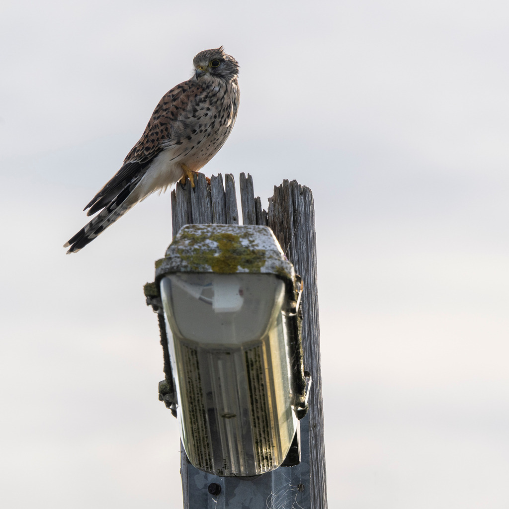 Turmfalke auf Ansitz auf Texel: Greifvogel beobachtet die Umgebung von Holzpfahl | Ein Turmfalke (Falco tinnunculus) sitzt wachsam auf einem verwitterten Holzpfahl mit Straßenlaterne auf der holländischen Nordseeinsel Texel. Der Greifvogel nutzt den erhöhten Ansitz zur Ausschau nach Beute im Freigelände. Mit aufmerksamem Blick scannt er seine Umgebung vor einem hellen, leicht bewölkten Himmel. Die Aufnahme zeigt das typische Verhalten des heimischen Raubvogels in der Küstenlandschaft der westfriesischen Inseln. - Realisiert mit Pictrs.com