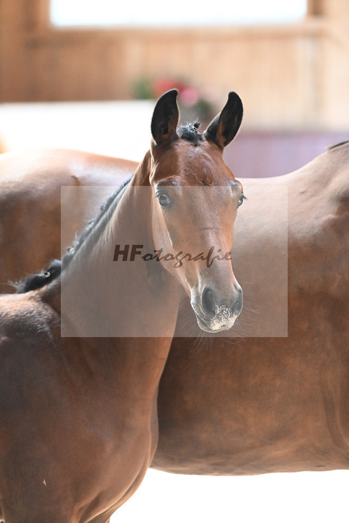 Kat-Nr. 9 HF Cascadello I x Conte Cassini_Kraemer_32240456 | hf-fotografie - Realisiert mit Pictrs.com