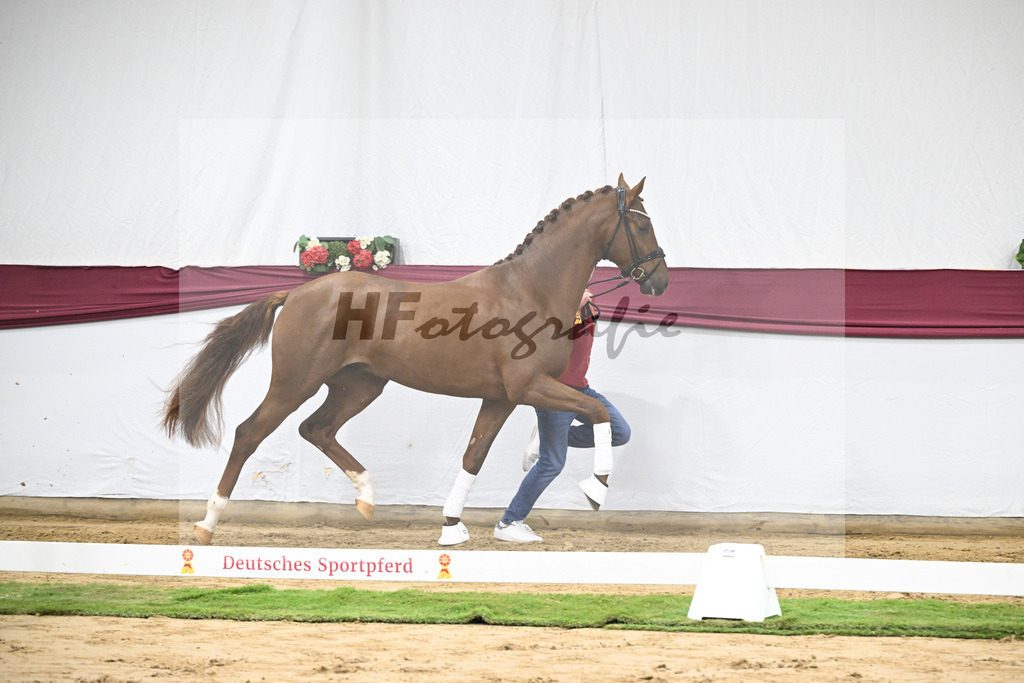 Kat-Nr. 49 Johnny Depp x San Amour I_MH Pferdezucht u. -sport GmbH_47251815 | hf-fotografie - Realisiert mit Pictrs.com