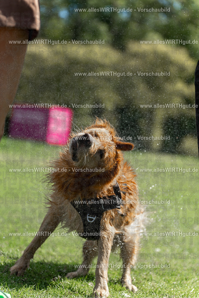 Hundeschwimmen_Volksbad_2026-allesWIRTHgut_Tierfotografie-2609061208-111800-7R500208 | Professionelle Tierfotografie in Mönchengladbach von Daniel Wirth (allesWIRTHgut). Liebevolle & natürliche Bilder von Hunden & Katzen für unvergessliche Erinnerungen.