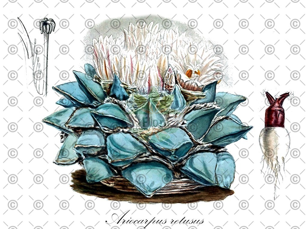 HistAbb_wfo-0000269209_1_ENZY_Simple | Historische Abbildung von Ariocarpus retusus - Cactaceae | Historical Illustration of Ariocarpus retusus - Cactaceae