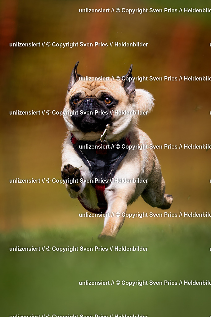 Sven Pries | 2024-04-21 - Hunderennen Baden-Oos
Foto: Sven Pries - Realisiert mit Pictrs.com