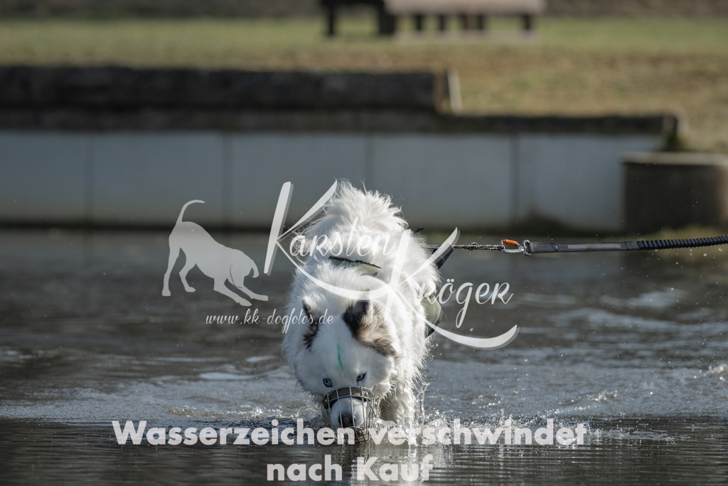 1149_ZZ96627-3 | kk-dogfotos