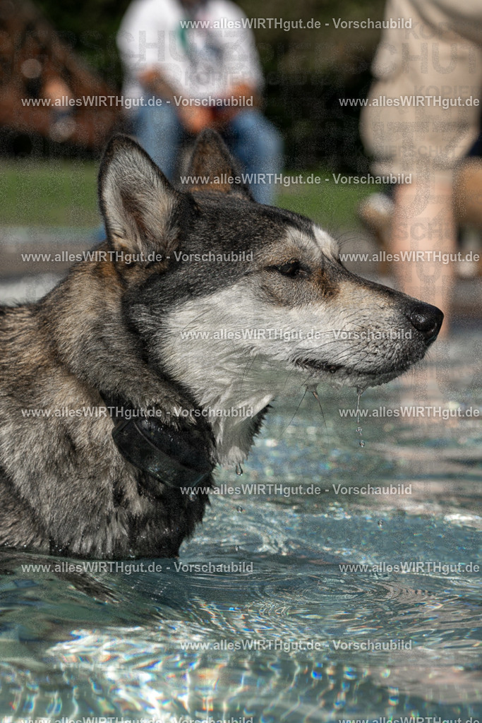Hundeschwimmen_Volksbad_2026-allesWIRTHgut_Tierfotografie-2609061457-FAY07034 | Professionelle Tierfotografie in Mönchengladbach von Daniel Wirth (allesWIRTHgut). Liebevolle & natürliche Bilder von Hunden & Katzen für unvergessliche Erinnerungen.