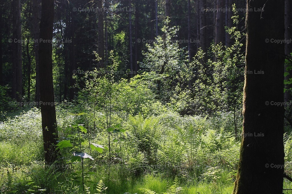 IMG_2945 | Fotografiert von Peregrin Lais. Bilder anschauen, 
Formate auswählen und bestellen. - Realisiert mit Pictrs.com