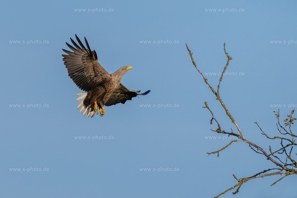 Seeadler im Landeanflug | Anflug auf den Baum um zu ruhen - Realisiert mit Pictrs.com