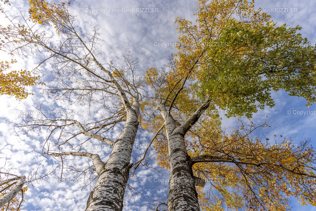 _J3A8961 | medienkrizzler - Realisiert mit Pictrs.com