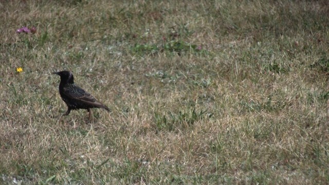 Star stolziert über Wiese | Verkauf von Fotos und  Videoclips zumThema Natur.Motive sind Pflanzen, Tiere, Landschaftenund Wetter