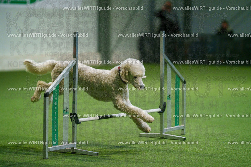 7R505569 | Professionelle Tierfotografie in Mönchengladbach von Daniel Wirth (allesWIRTHgut). Liebevolle & natürliche Bilder von Hunden & Katzen für unvergessliche Erinnerungen.