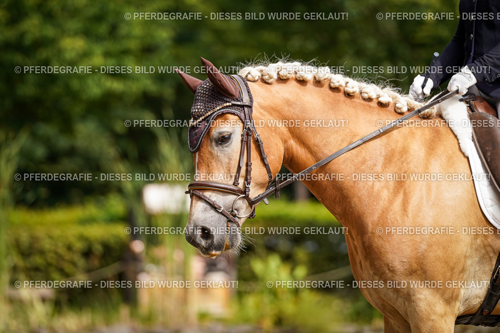 DSC07899 | Pferdegrafie