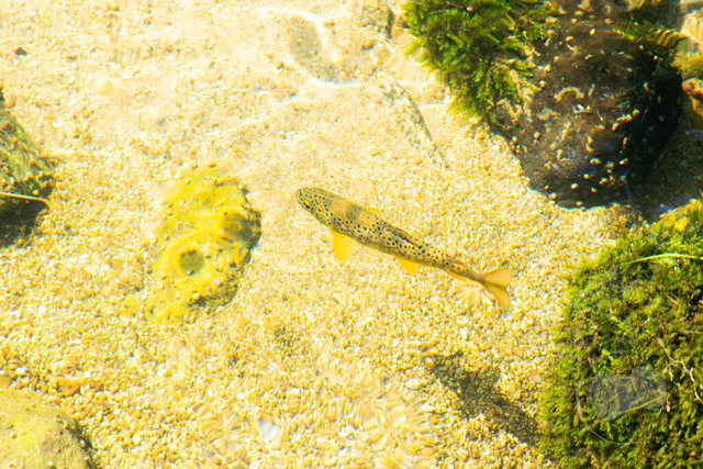 _DSC3582 | Shop für Prints Landschaftsfotografie Sächsische Schweiz Naturfotografie in Thüringen Fotos vom Findlingspark Nochten Kloster Sankt Marienstern Bilder Festung Königstein PanoramaRhododendronpark Kromlau FotogalerSchleswig-Holstein Küstenlandschaften