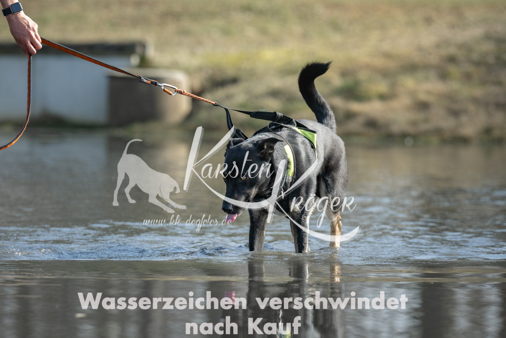 1315_ZZ95435 | kk-dogfotos