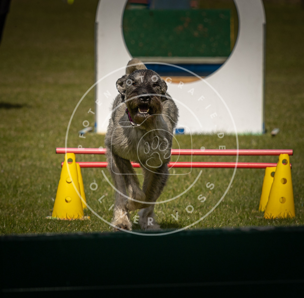 Pfotenfotografie_DV3A5490 | Hundefotografie, Tierfotograf, Pfotenfotografie, Fotoshooting Hund, Hunde Portrait, Hundesport, Hundeportraits, Heideshooting, Hunde, Sportfotograf, Hundefotograf, Turnierhundsport, THS,  - Realisiert mit Pictrs.com