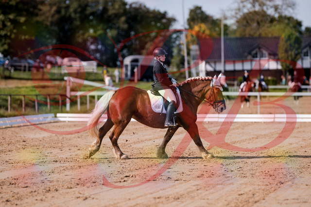 2026_10_03_Siefer-Hof_114425_Z81_87240866 | Professionelle Reitsport-, Turnier- und Eventfotografie von Robert Broda. Galerien mit ausgewählten und bearbeiteten Bildern direkt online ansehen und bestellen.