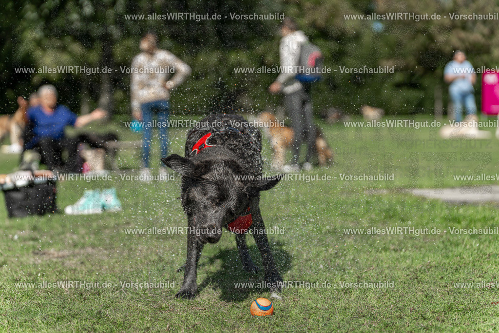 Hundeschwimmen_Volksbad_2026-allesWIRTHgut_Tierfotografie-2609061240-115021-7R500131 | Professionelle Tierfotografie in Mönchengladbach von Daniel Wirth (allesWIRTHgut). Liebevolle & natürliche Bilder von Hunden & Katzen für unvergessliche Erinnerungen.