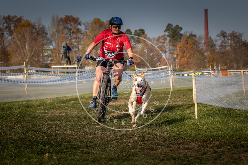 CaniXpix_0L8A7803 | Hundefotografie, Tierfotograf, Pfotenfotografie, Fotoshooting Hund, Hunde Portrait, Hundesport, Hundeportraits, Heideshooting, Hunde, Sportfotograf, Hundefotograf, Turnierhundsport, THS,  - Realisiert mit Pictrs.com