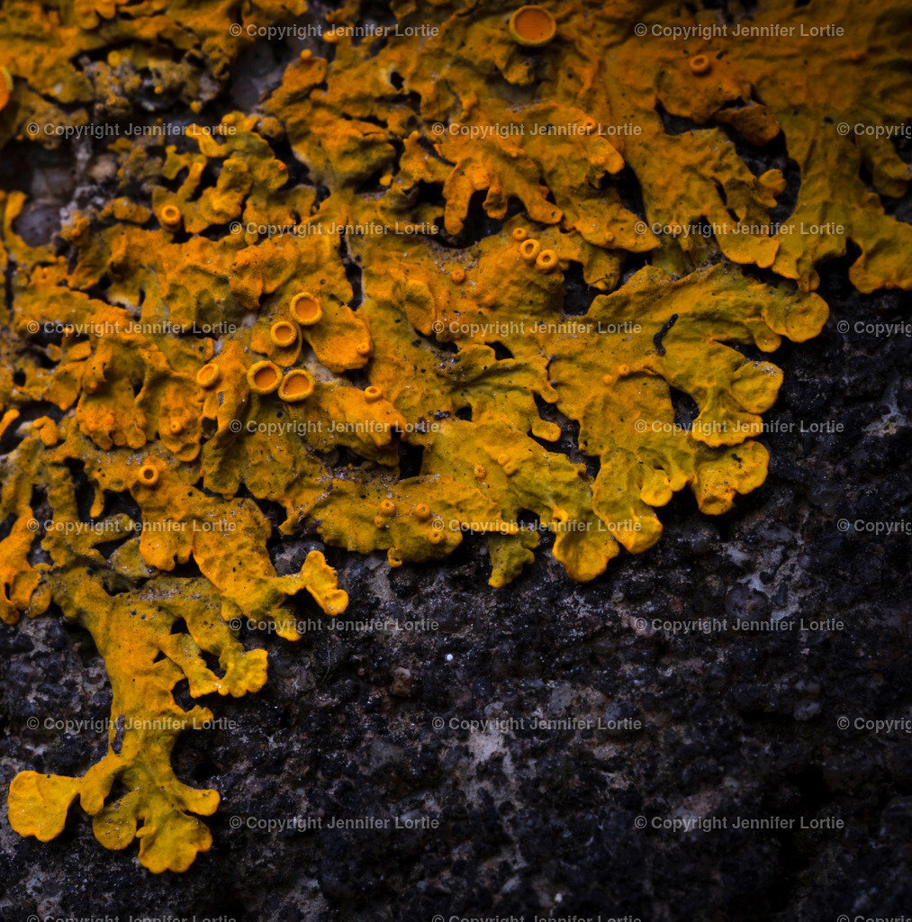 Gelbe Flechte auf Stein | Kreative Naturaufnahmen als hochwertige Druckprodukte kaufen. - Realisiert mit Pictrs.com