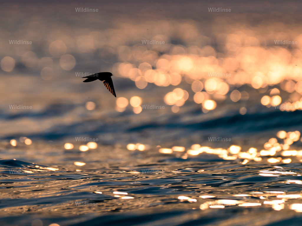 Wildlinse-250720-7 | Willkommen bei Wildlinse. Wildtierfotografien aus Schleswig-Holstein: Entdecke einzigartige Fine-Art-Prints und Poster, die Ruhe, Wildnis und die Schönheit unserer heimischen Tierwelt in dein Zuhause bringen. - Realisiert mit Pictrs.com