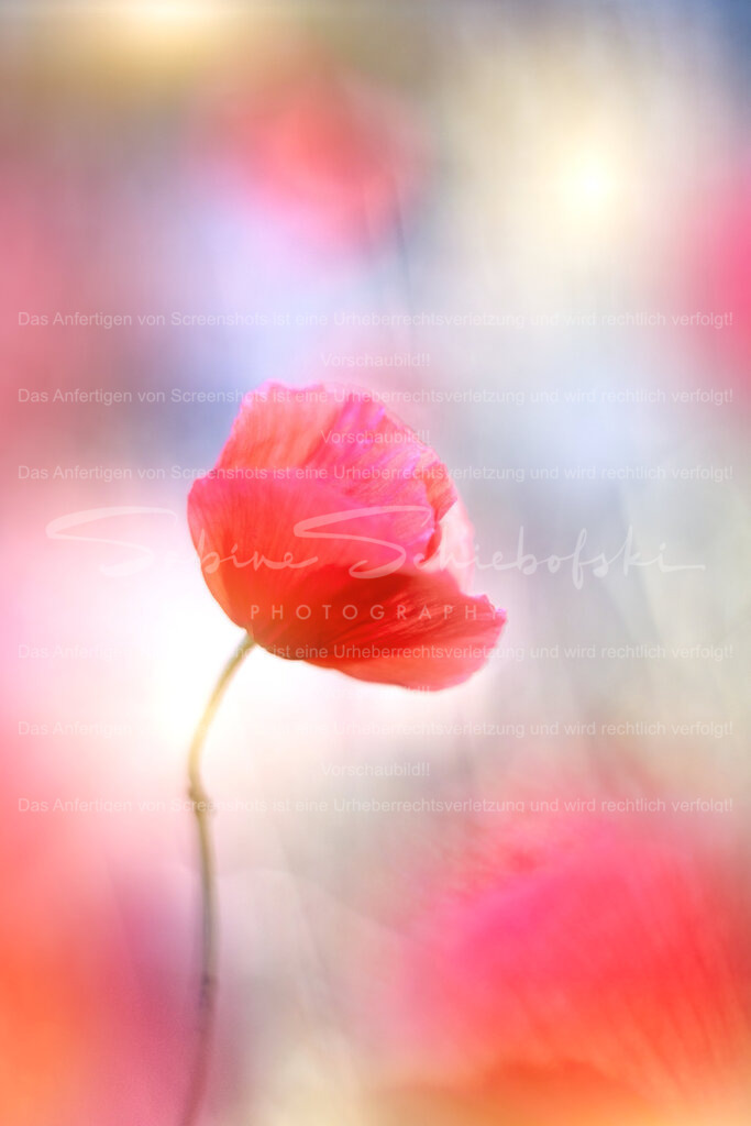 Mohn in Pastel | People- und Tierfotografie, Imageaufnahmen, Veranstaltungsfotografie und Wandbilder aus der Natur ★ Made in Germany ✔️ Druck + Downloads ✔️ Naturfotografie in Top Qualität ★ schneller Versand, weltweite Lieferung! - Realisiert mit Pictrs.com