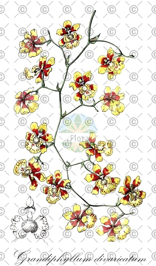HistAbb_wfo-1000022777_1_ENZY_Simple | Historische Abbildung von Grandiphyllum divaricatum - Orchidaceae | Historical Illustration of Grandiphyllum divaricatum - Orchidaceae