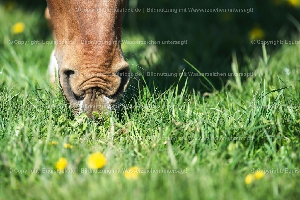 20210426_Pferd-auf-Koppel_0118 | equistock