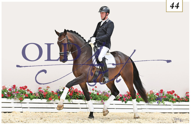 44 Inflagranti DE 330823618 HE-Rpf Asgard_s Ibiza - Sandro Hit | <meta name="description" content="★Offizieller Merchandise und Foto-/Videostore des Oldenburger Verbandes.★ ✅Jetzt auch digital Ausdrucke erhältlich." />
<meta name="keywords" content="Merchandise Foto-/Videostore Oldenburger Verband Photographie 