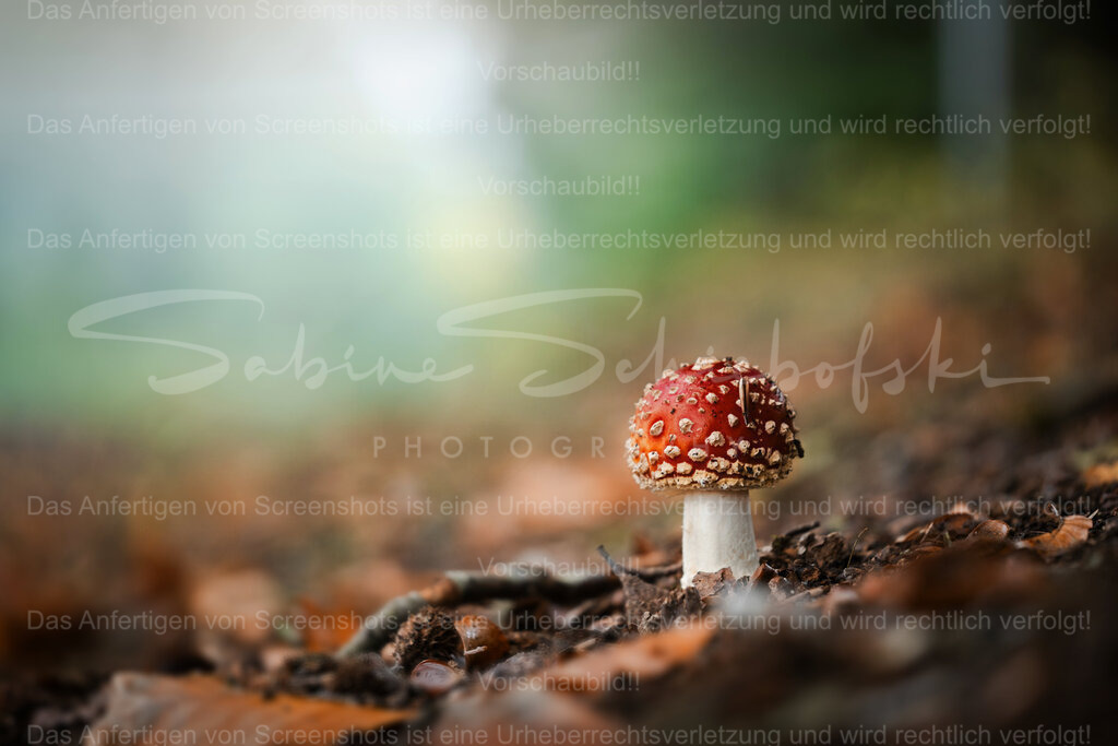 Der perfekte Fliegenpilz | People- und Tierfotografie, Imageaufnahmen, Veranstaltungsfotografie und Wandbilder aus der Natur ★ Made in Germany ✔️ Druck + Downloads ✔️ Naturfotografie in Top Qualität ★ schneller Versand, weltweite Lieferung! - Realisiert mit Pictrs.com