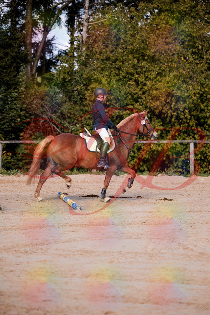 2026_10_03_Siefer-Hof_144625_Z81_22504327 | Professionelle Reitsport-, Turnier- und Eventfotografie von Robert Broda. Galerien mit ausgewählten und bearbeiteten Bildern direkt online ansehen und bestellen.