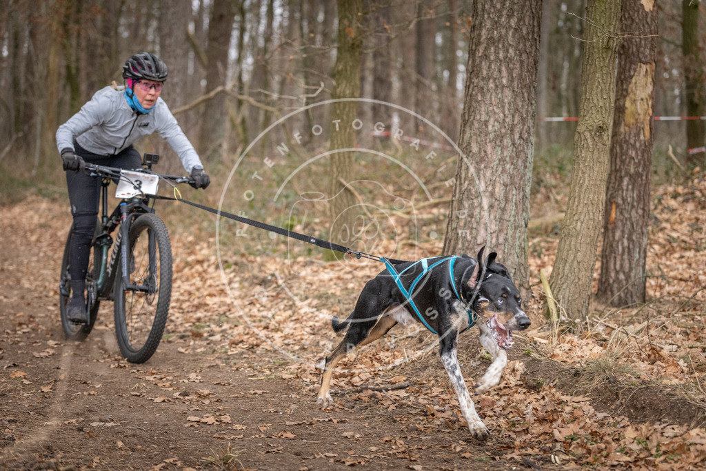 Pfotenfotografie_DV3A6390 | Hundefotografie, Tierfotograf, Pfotenfotografie, Fotoshooting Hund, Hunde Portrait, Hundesport, Hundeportraits, Heideshooting, Hunde, Sportfotograf, Hundefotograf, Turnierhundsport, THS,  - Realisiert mit Pictrs.com