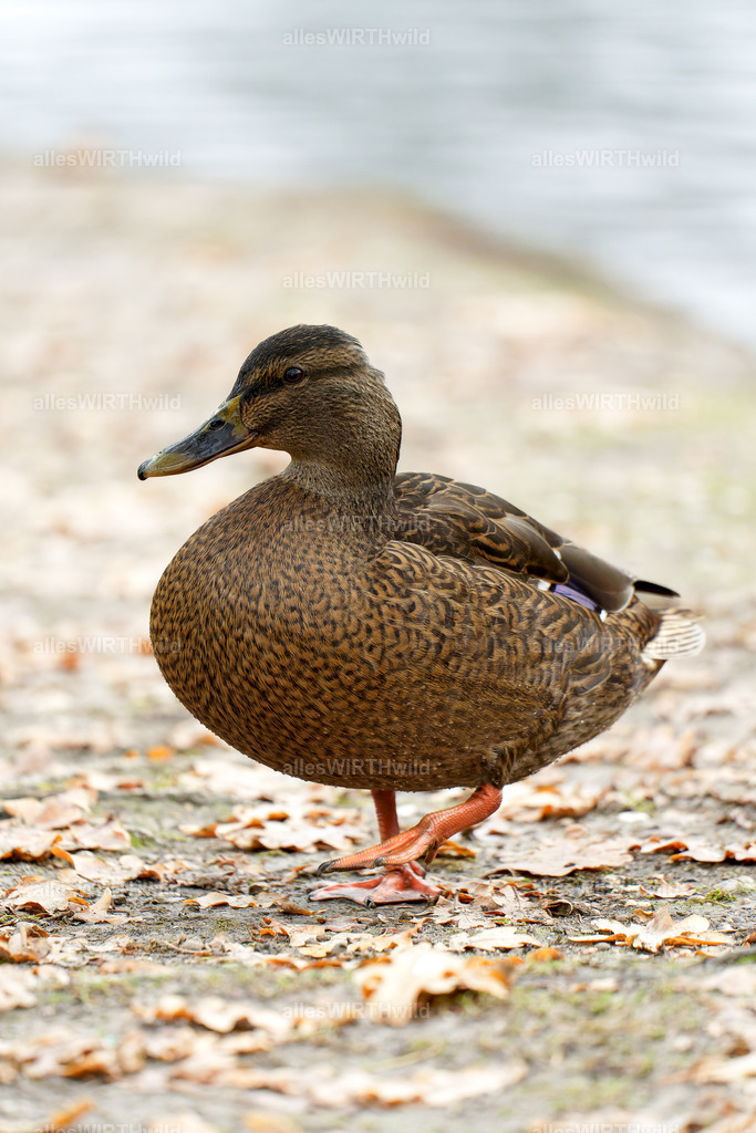 Daniel Wirth - www.allesWIRTHwild.de -7IV00967-ARW_DxO | Entdecke die faszinierende Welt der Natur- und Wildlife-Fotografie von Daniel und Bärbel. Inspirierende Bilder von wilden Tieren und kleinen Naturwundern.