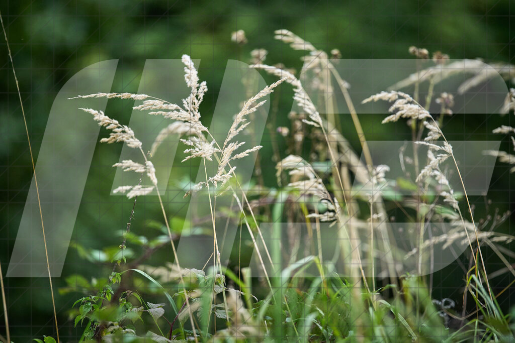 Betriebszentrum Laubenbachmühle, Frankenfels, Österreich - 13. September 2025: Dirndltal Race - Fun und Trophy RaceFotograf: Martin Bihounek / martinbihounek.com | 13. September 2025 Betriebszentrum Laubenbachmühle, Frankenfels, Österreich : Dirndltal Race - Fun und Trophy Race •••••Photo by: Martin Bihounek / martinbihounek.comInsta: @martinbihounekcom
