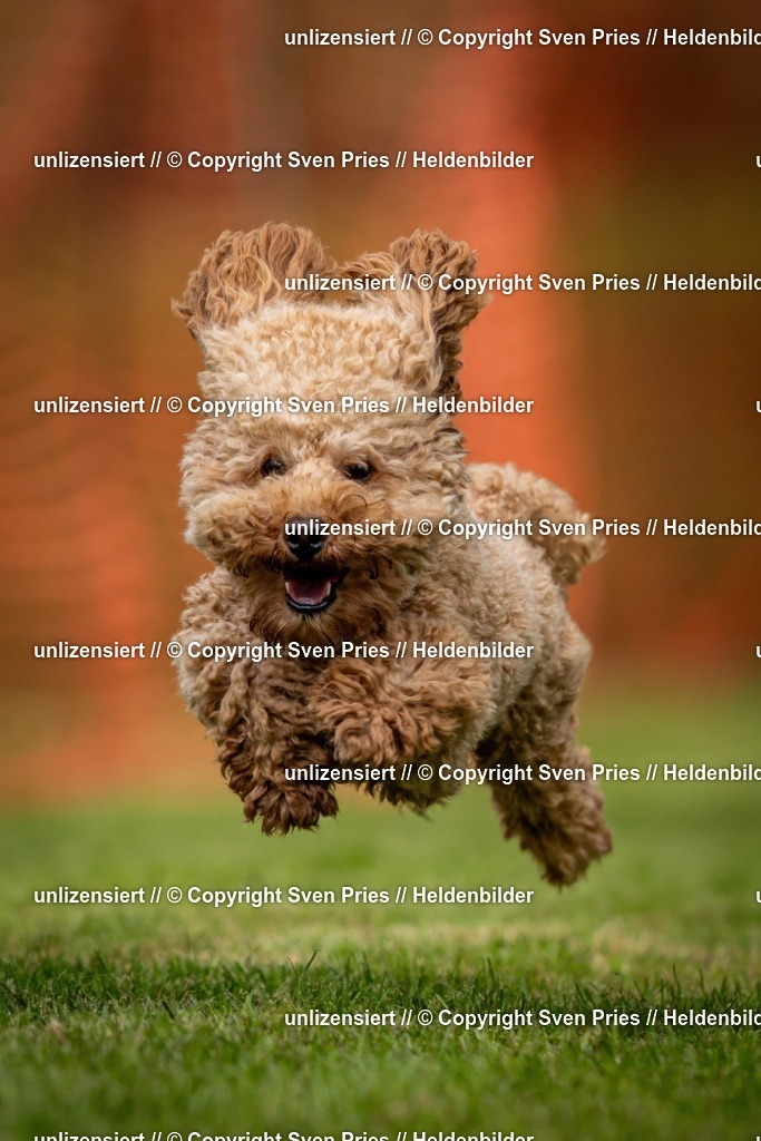 Sven Pries | 2024-09-22 - Hunderennen Baden-BadenPudelverein - Realisiert mit Pictrs.com