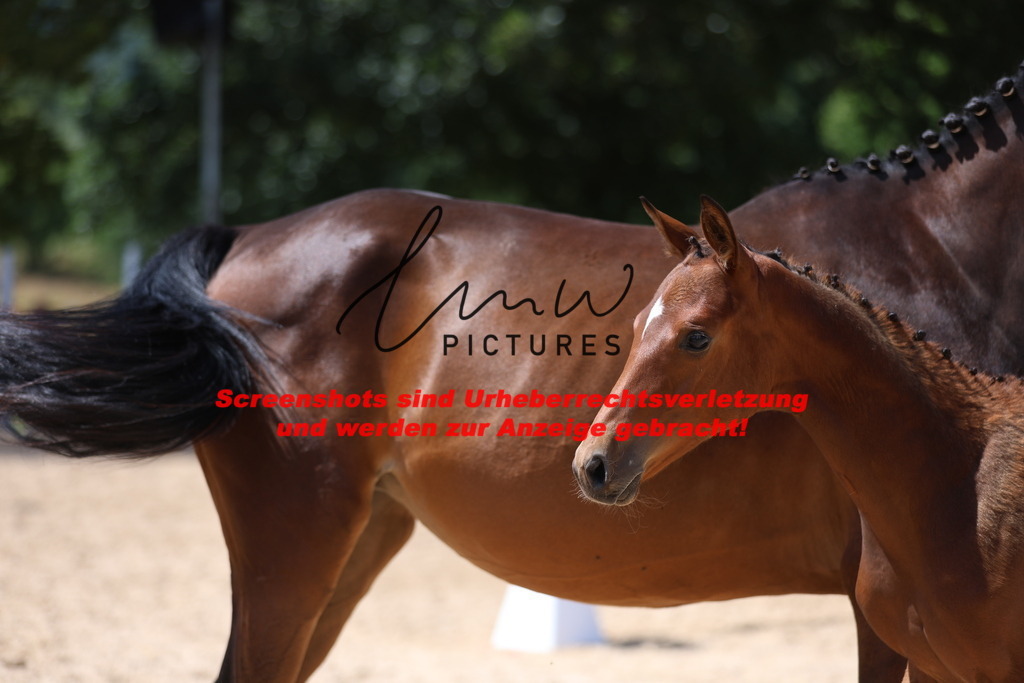 Fohlenschau_Schwäbisch_Hall_springbetonte_Fohlen_KN 38_13 | lmwpictures - Realisiert mit Pictrs.com