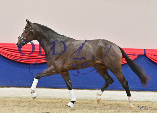 73 DE433330328520 HM So Unique - Sandro Hit - Langata Express xxDSC_4811_s | <meta name="description" content="★Offizieller Merchandise und Foto-/Videostore des Oldenburger Verbandes.★ ✅Jetzt auch digital Ausdrucke erhältlich." />
<meta name="keywords" content="Merchandise Foto-/Videostore Oldenburger Verband Photographie 