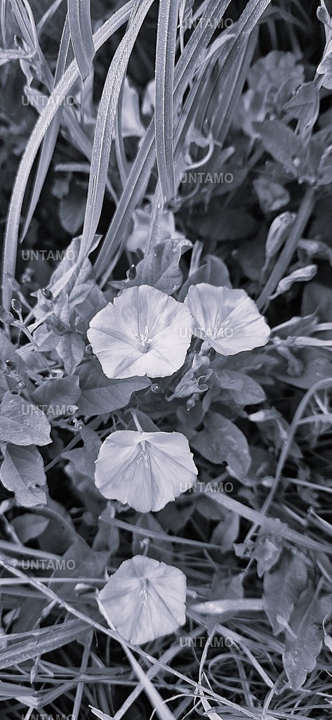 BlütenRosa3erSW | untamo - Realisiert mit Pictrs.com