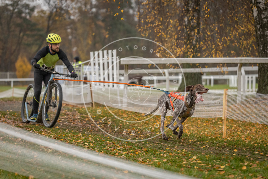 CaniXpix_DV3A7817 | Hundefotografie, Tierfotograf, Pfotenfotografie, Fotoshooting Hund, Hunde Portrait, Hundesport, Hundeportraits, Heideshooting, Hunde, Sportfotograf, Hundefotograf, Turnierhundsport, THS,  - Realisiert mit Pictrs.com