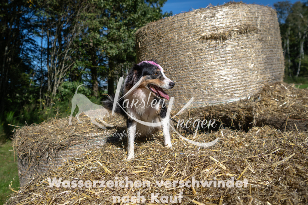 1217_ZZ91234-2 | kk-dogfotos