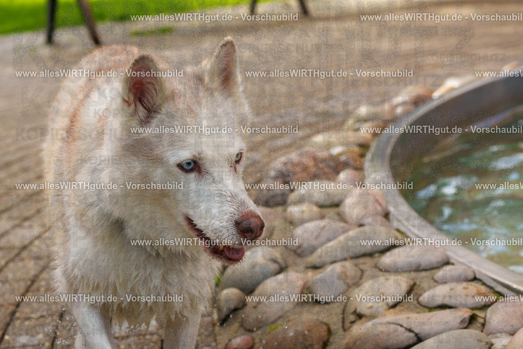 Hundeschwimmen_Grefrath_2026-allesWIRTHgut_Tierfotografie-13_31-FAY00652 | Professionelle Tierfotografie in Mönchengladbach von Daniel Wirth (allesWIRTHgut). Liebevolle & natürliche Bilder von Hunden & Katzen für unvergessliche Erinnerungen.