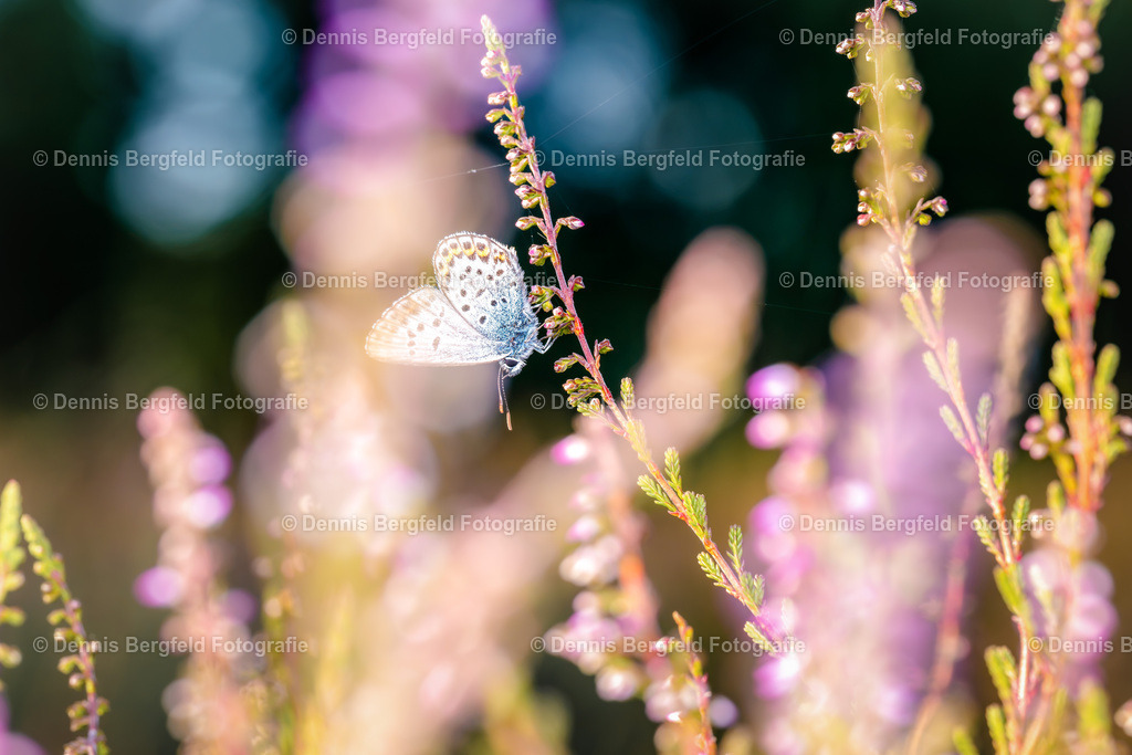 Schmetterling 9 | Entdecken Sie Natur, Makro und Tierfotografie von Dennis Bergfeld.Besondere Momente und Details der Natur, hochwertig als Foto und Wandbild erhältlich. - Realisiert mit Pictrs.com