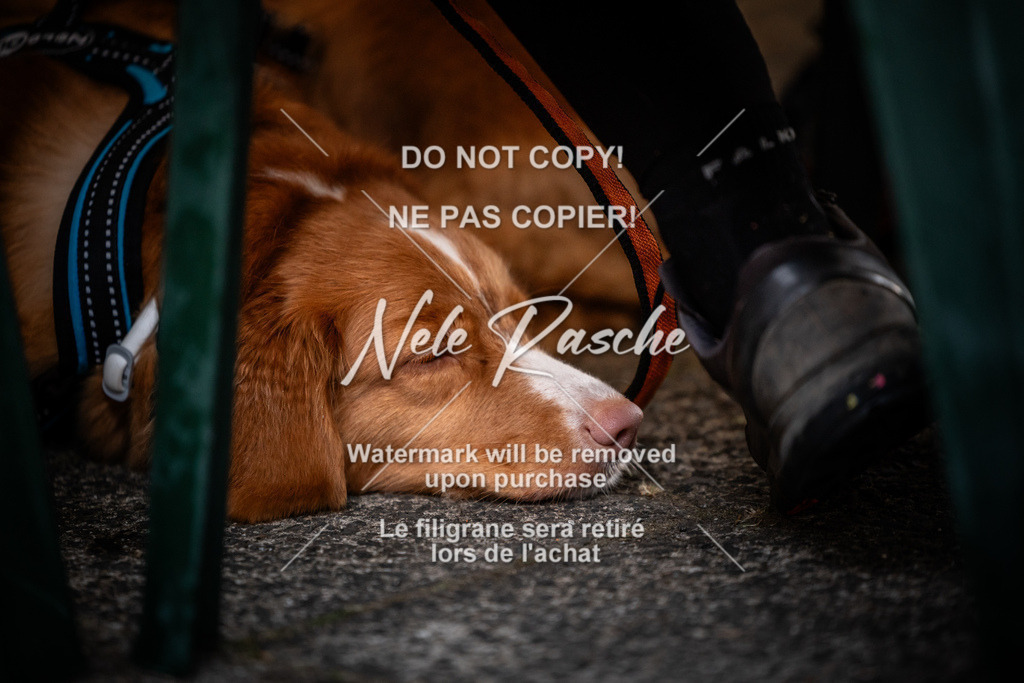 nelerasche_SaAbends_493 | nelerasche