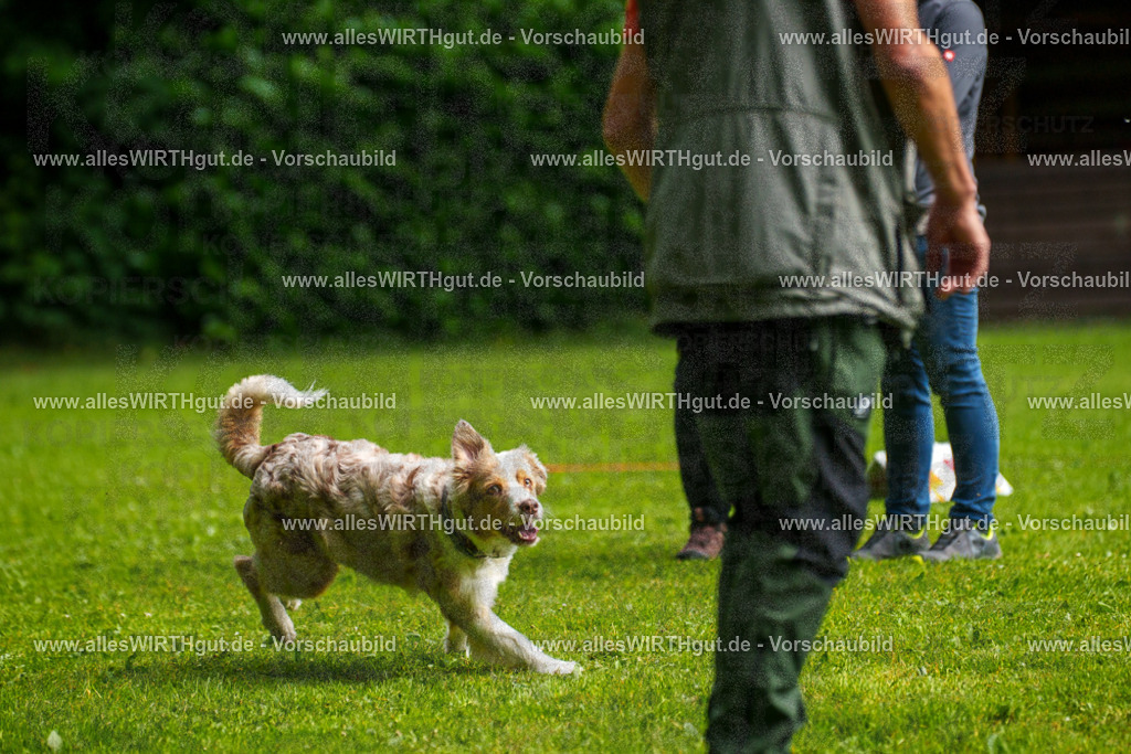 @allesWIRTHgut_Tierfotografie - www.allesWIRTHgut.de - 7R502904 | Professionelle Tierfotografie in Mönchengladbach von Daniel Wirth (allesWIRTHgut). Liebevolle & natürliche Bilder von Hunden & Katzen für unvergessliche Erinnerungen.