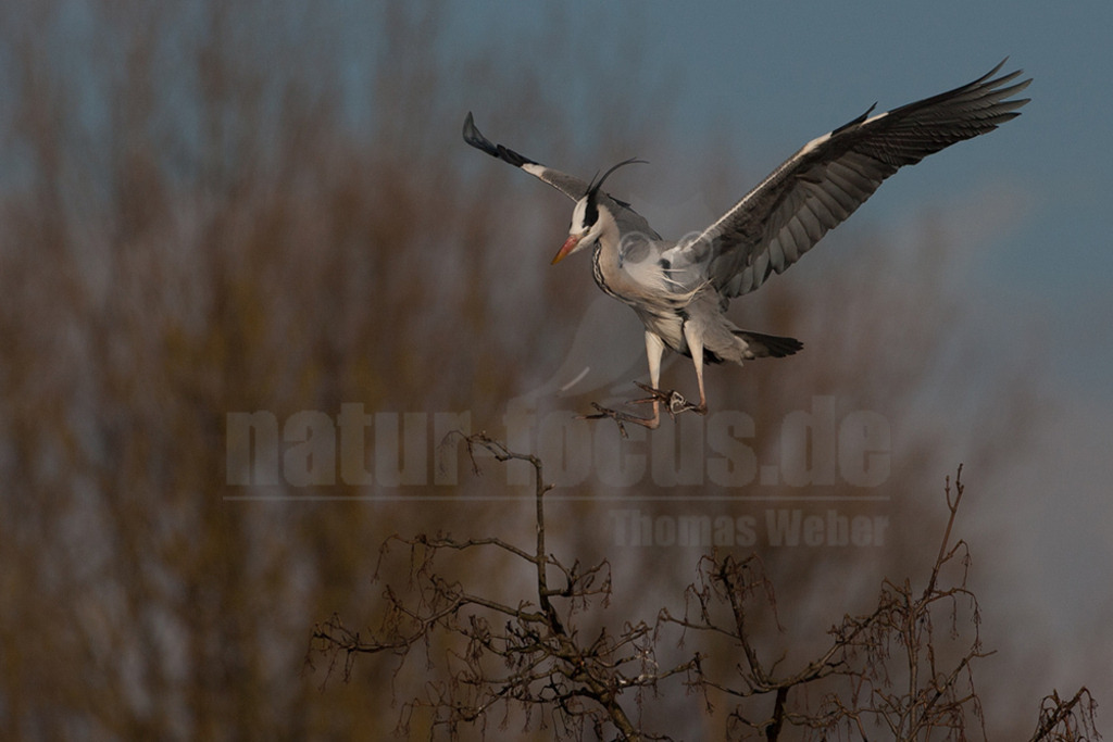 20080314_16370815797 | Der Graureiher (Ardea cinerea), auch Fischreiher genannt, ist eine Vogelart aus der Ordnung Pelecaniformes. Er ist in Eurasien und Afrika weit verbreitet und häufig. Weltweit werden vier Unterarten unterschieden. In Mitteleuropa ist er mit der Nominatform Ardea cinerea cinerea vertreten. - Realisiert mit Pictrs.com