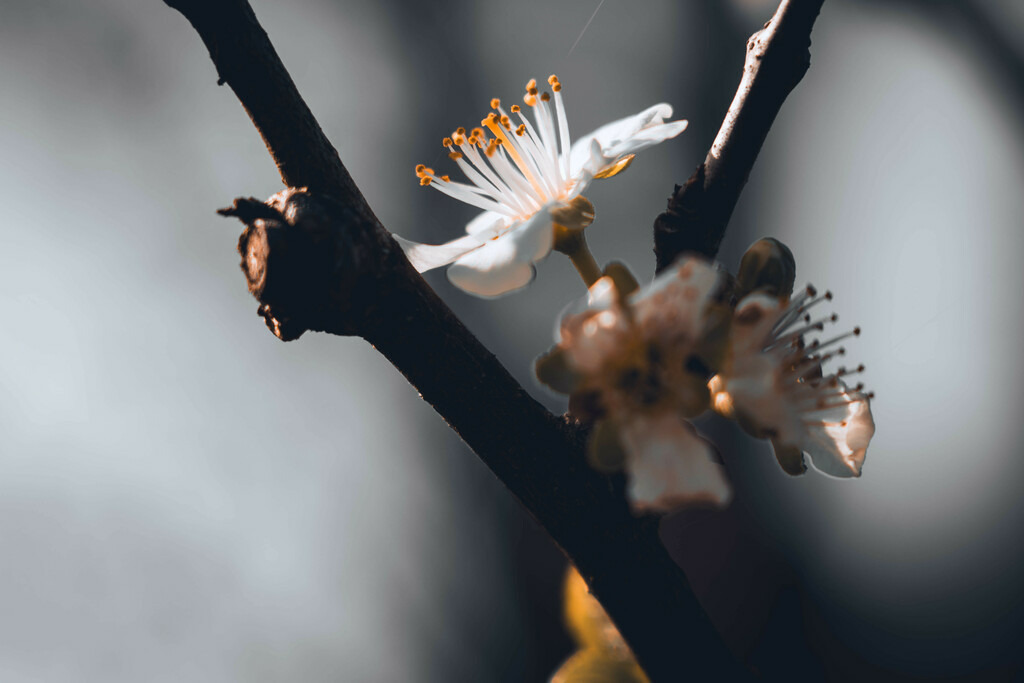 Einzelne Kirschblüte | Einzelne Kirschblüte - Realisiert mit Pictrs.com