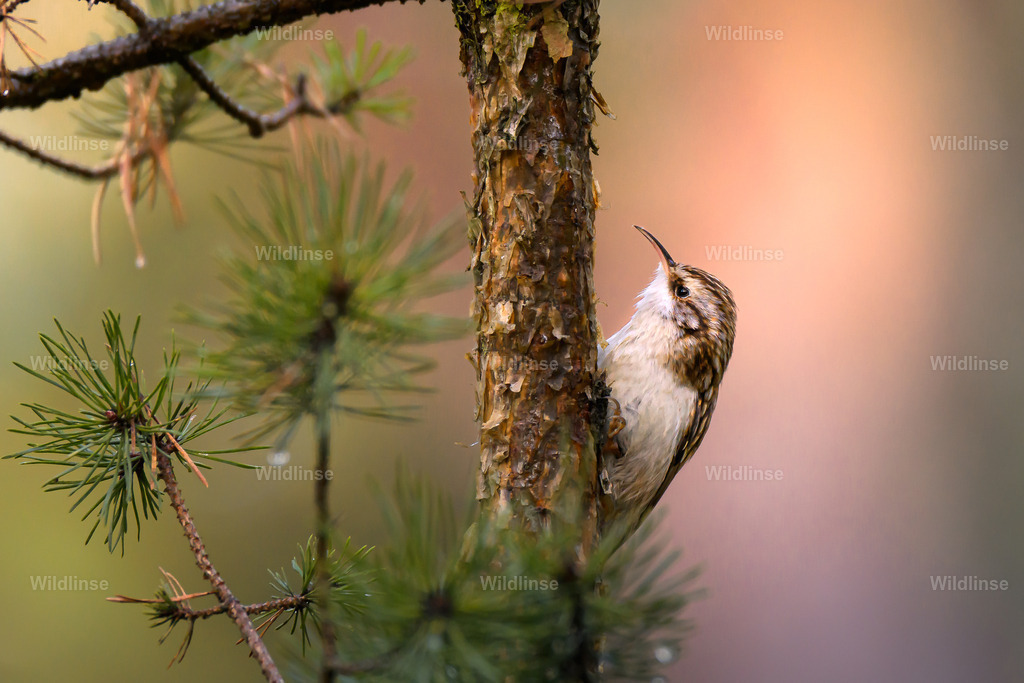 Wildlinse-250201-1 | Willkommen bei Wildlinse. Wildtierfotografien aus Schleswig-Holstein: Entdecke einzigartige Fine-Art-Prints und Poster, die Ruhe, Wildnis und die Schönheit unserer heimischen Tierwelt in dein Zuhause bringen. - Realisiert mit Pictrs.com