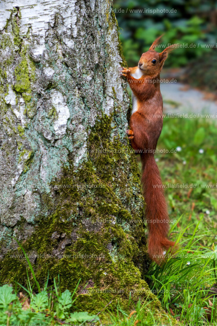 Eichhörnchen am Baum | Gesehen auf dem Frankfurter Zentralfriedhof